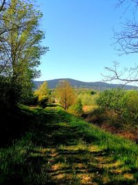 Scenic view of field against clear blue sky