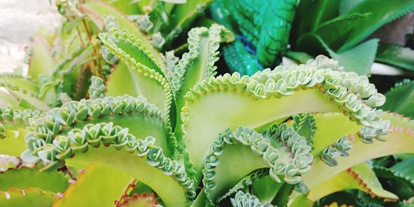 Close-up of succulent plant