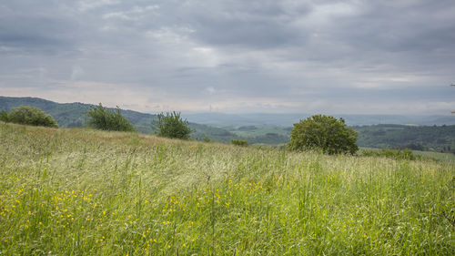 Scenic view of field against sky