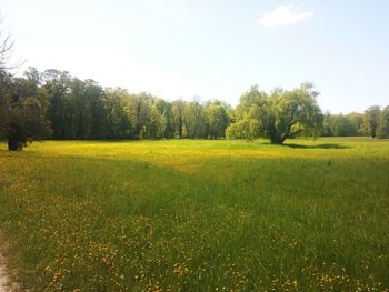 Scenic view of field against sky