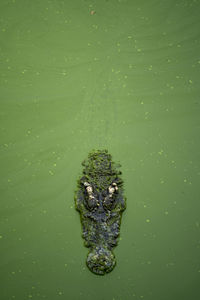 View of turtle swimming in sea