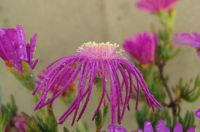 Close-up of wet flowers