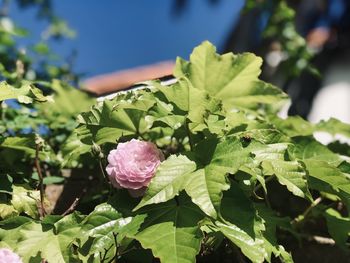 Close-up of purple flowering plant