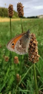 Close-up of butterfly on flower