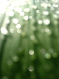 Full frame shot of defocused image of plants