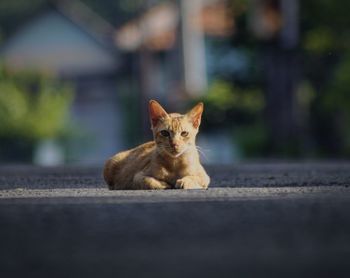 Portrait of cat sitting on road