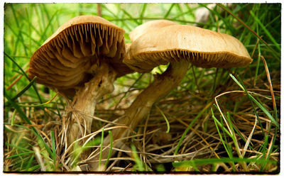 Close-up of mushroom growing on field