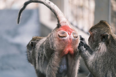 Close-up of two horses