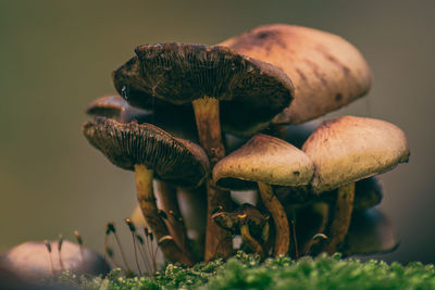 Close-up of mushrooms