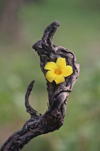 Close-up of yellow flower against blurred background