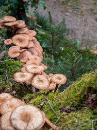 Close-up of mushrooms growing on tree