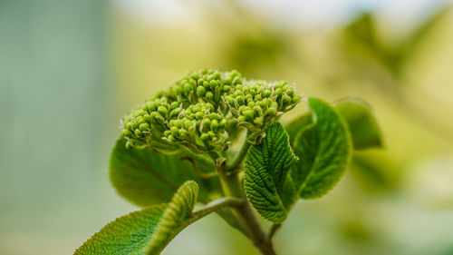 Close-up of fresh green plant