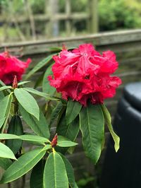 Close-up of red flower blooming outdoors