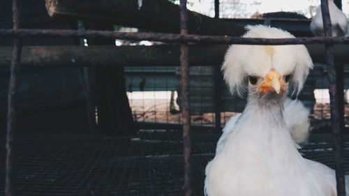 Close-up of a bird in cage