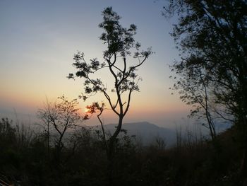 Trees on landscape against sky at sunset