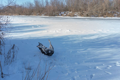 View of dog on snow covered landscape