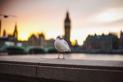 Seagull perching on retaining wall by big ben against sky during sunset
