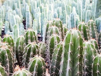 Close-up of cactus growing on field