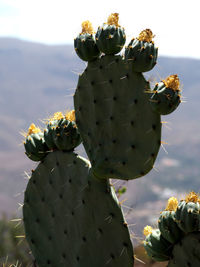 Close-up of prickly pear cactus against sky