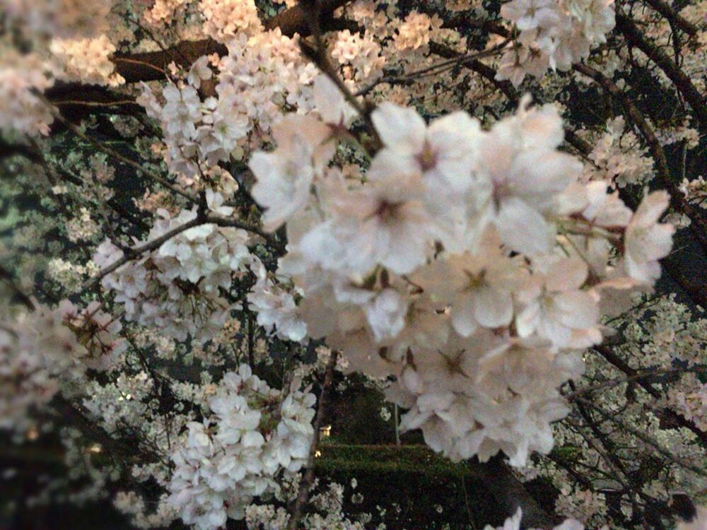 CLOSE-UP OF WHITE CHERRY BLOSSOM