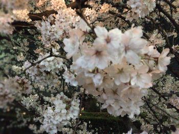 Close-up of white cherry blossom tree