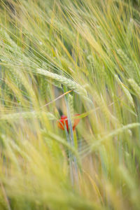 Plants growing on field