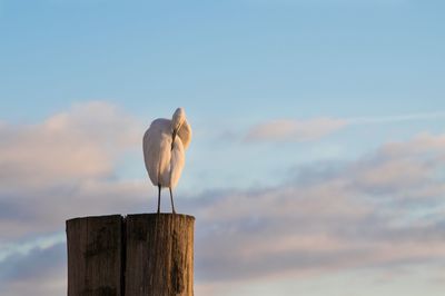 Low angle view of seagull perching on wooden post against sky
