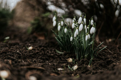 Close-up of crocus on field