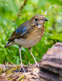 Close-up of a bird