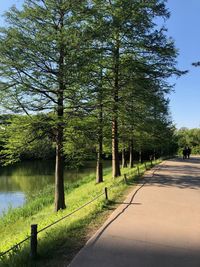 Empty road along trees in park