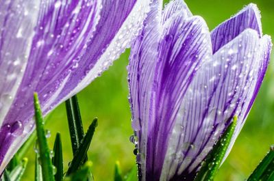Close-up of purple flower