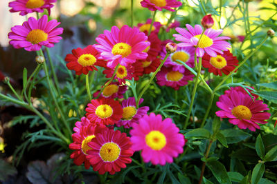 Close-up of multi colored flowers blooming outdoors