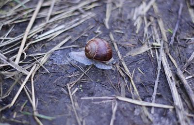 Close-up of snail