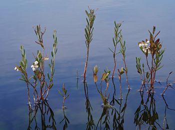 Close-up of plants by lake against sky