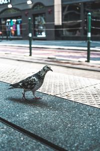 Bird perching on footpath in houston