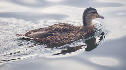 Close-up of duck swimming in lake