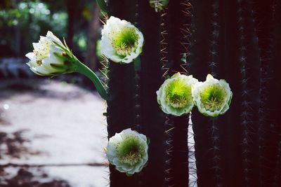 Close-up of prickly pear cactus