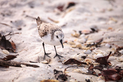 Western sandpiper shorebirds calidris mauri forage along the ocean shore for food at barefoot beach 