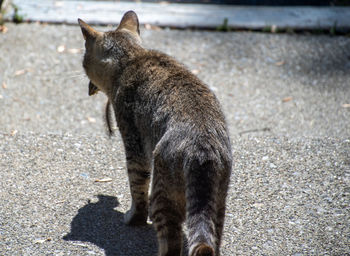 Cat looking away on street