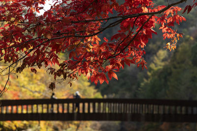 Low angle view of maple tree above a wooden bridge against orange sky