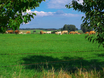 Cows grazing on field against sky