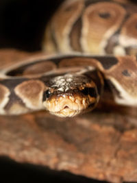 Close-up portrait of a lizard