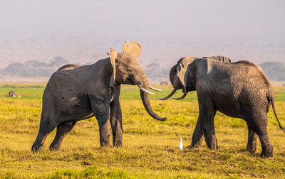 African elephant, wildlife scene in nature habitat