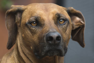 Close-up of rhodesian ridgeback