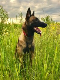 Dog on field against sky