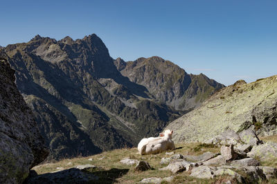 View of a sheep on rock