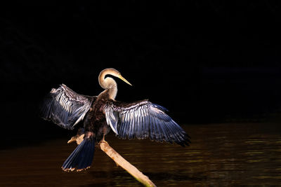 High angle view of bird flying over lake