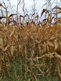 Close-up of dry plants on field against sky