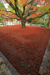 Trees in autumn