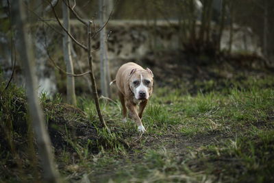 Portrait of dog on field